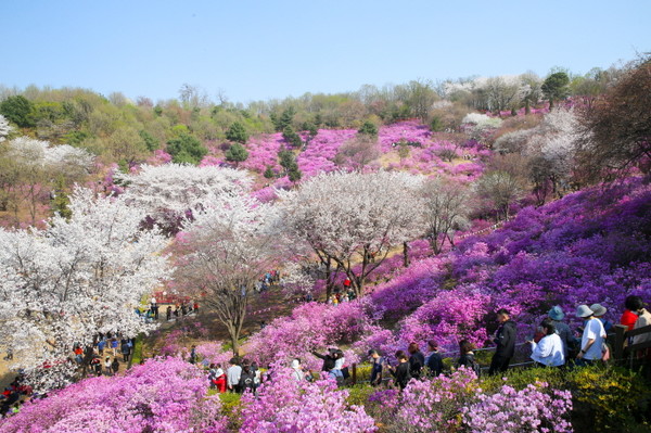 원미산 진달래동산에 만개한 봄꽃 사이로 시민들이 줄지어 거닐고 있다
